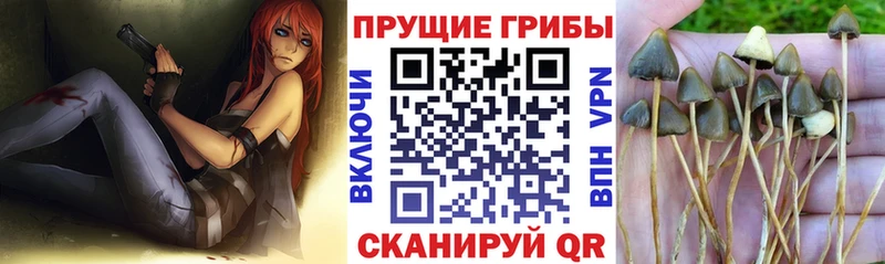 Псилоцибиновые грибы GOLDEN TEACHER  даркнет сайт  Павловский Посад 